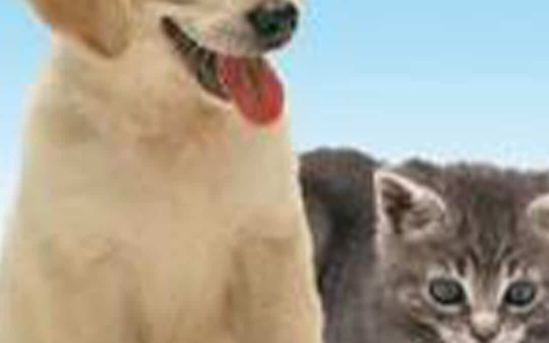 A la découverte des bébés animaux